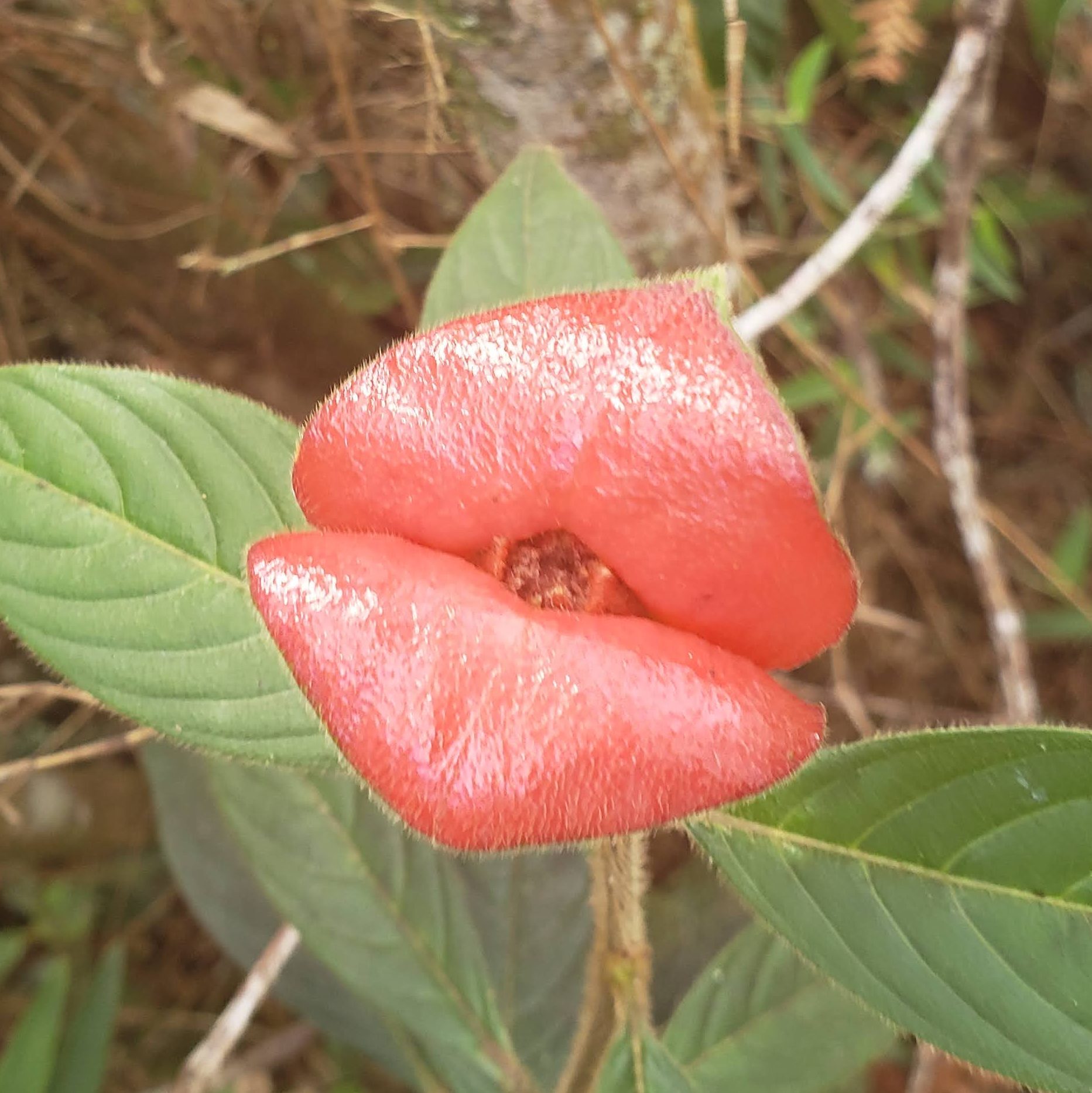 Flower with two, ruby-colored, lip-shaped petals in the forest